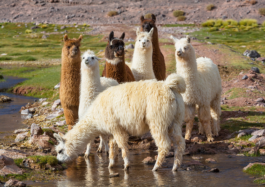 Responsible Alpaca Standard